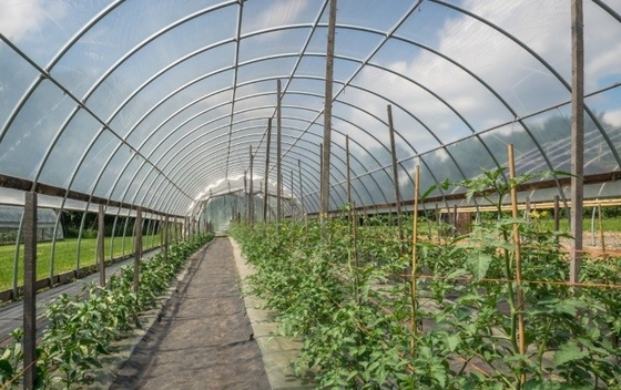 Additif en plastique de FSSC anti- embrumant anti- le film de égouttement DMG95 de For Agricultural Plastic d'agent