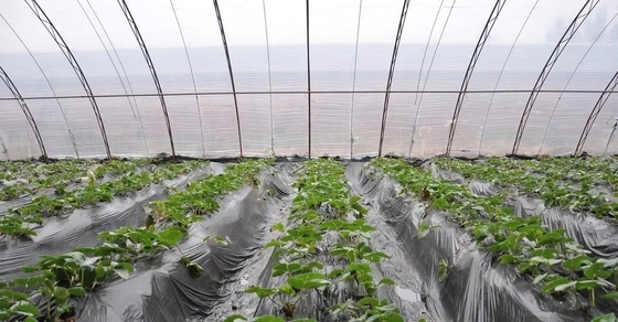 Additif en plastique de FSSC anti- embrumant anti- le film de égouttement DMG95 de For Agricultural Plastic d'agent