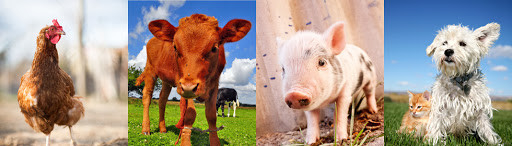 Additifs d'alimentation de Monolaurate GML de glycérol de pureté de 90%
