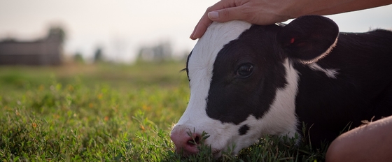 Additifs d'alimentation : Le glycérol Monolaurate GML80 saupoudrent pour l'animal