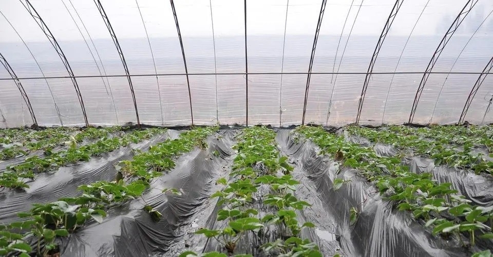 Additif en plastique de FSSC anti- embrumant anti- le film de égouttement DMG95 de For Agricultural Plastic d'agent